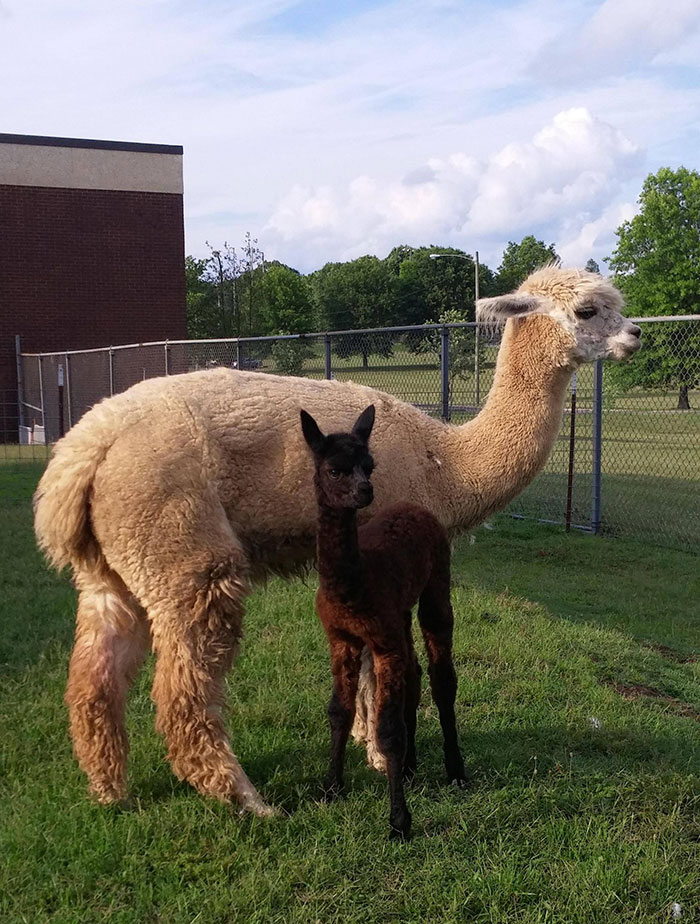 After Almost A Year, My Alpaca Finally Had Her Baby