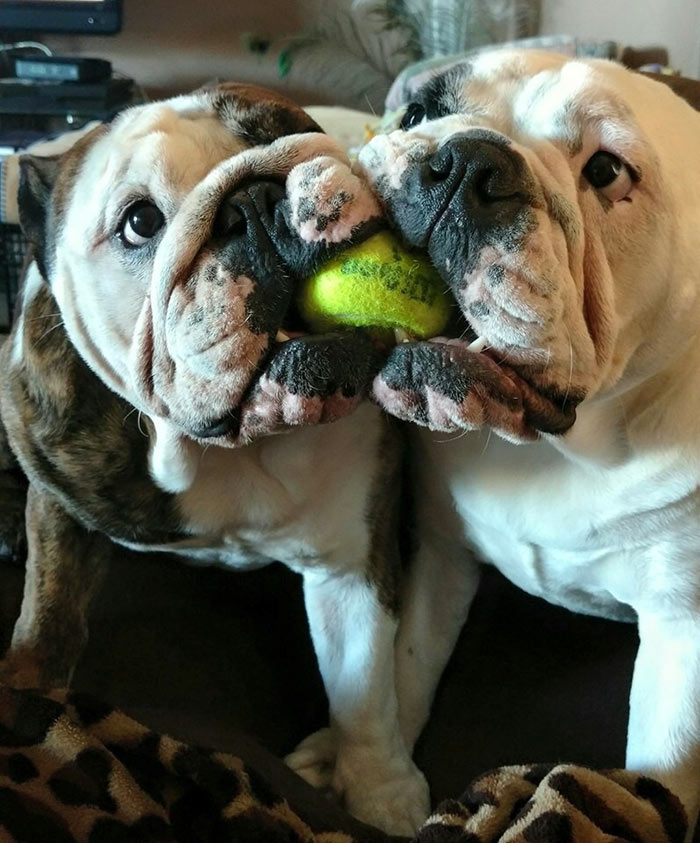 My Sister Got The Perfect Picture Of Her Bulldogs Playing Tug Of War