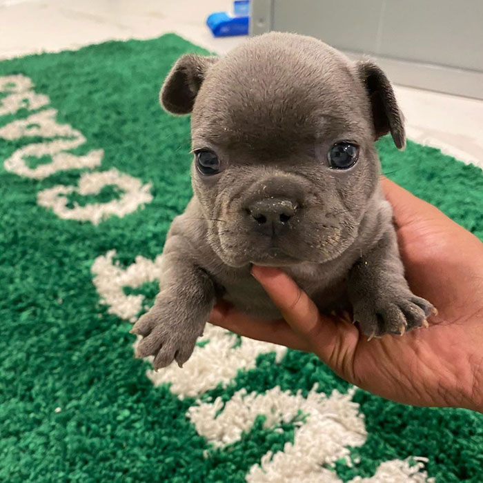 Jayson Tatum Named His New French Bulldog Puppy "Bean" After Kobe