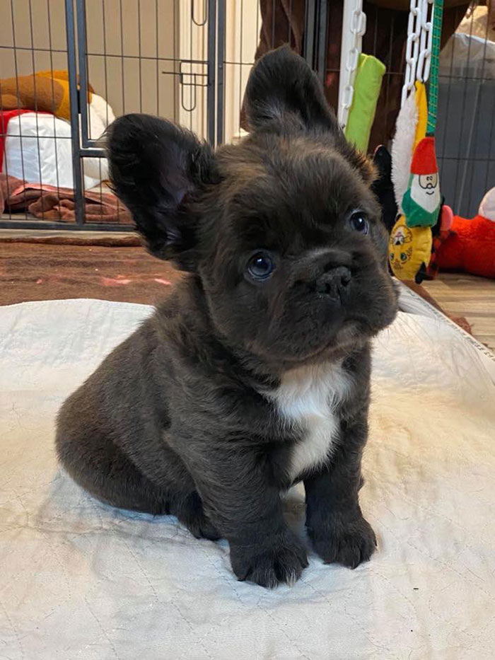 Y’all Ever Seen A Fluffy Frenchie Before