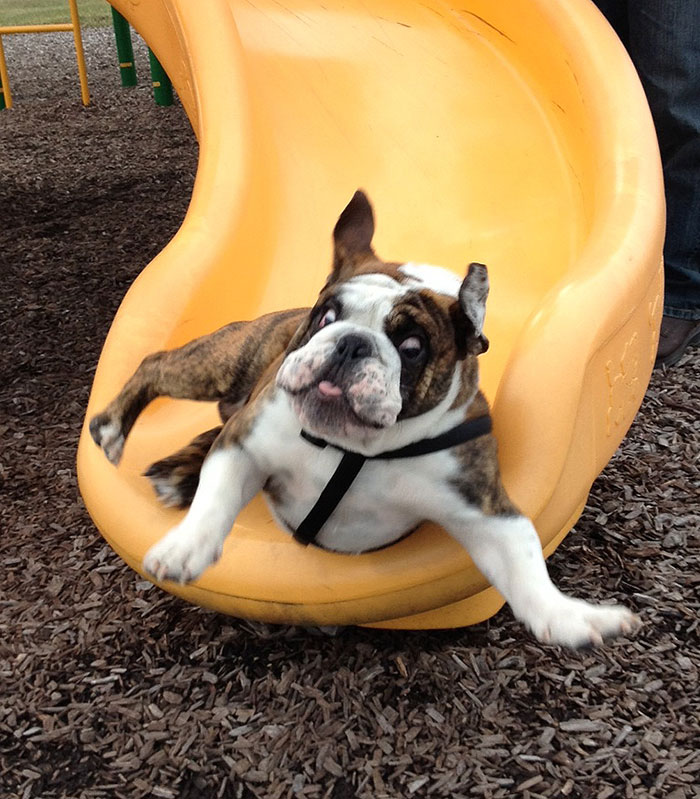 Shakespeare's First Time Down The Slide