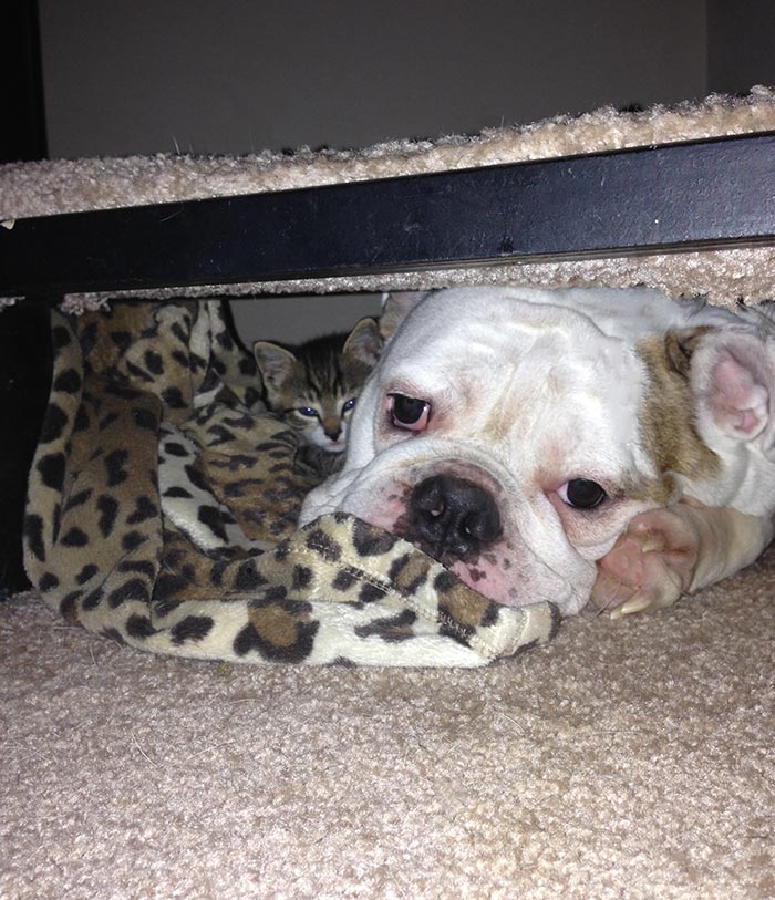 Was Freaking Out Because I Couldn't Find My New Kitten Anywhere. Finally Found Him A Few Minutes Later Under The Stairs, Cuddled Up With My Giant Bulldog