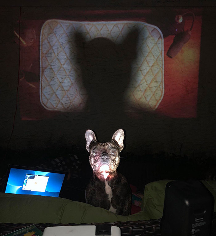 Mi bulldog francés no deja de interrumpir nuestra noche de cine al aire libre. Os presento a Batbulldog
