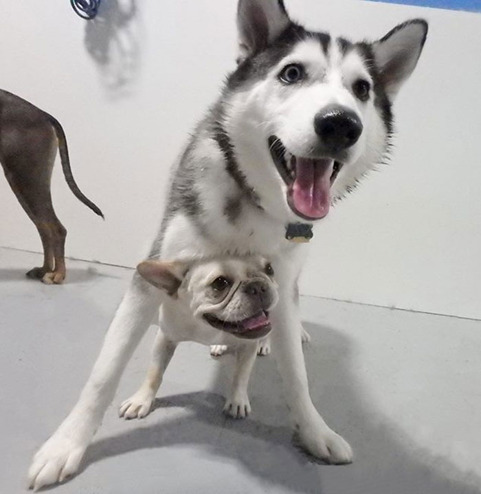 Adopted A French Bulldog So My Husky Could Have A Playmate