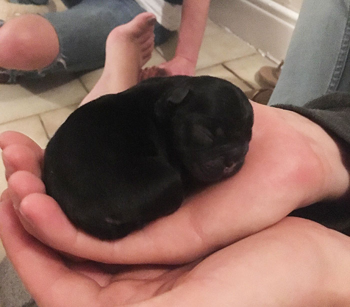 5 Minute Old French Bulldog Puppy