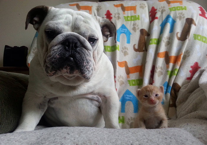 We Fostered A Kitty Family Last Year. This Is Our Bulldog Hammie With One Of His 'Babies'. He Loved Them