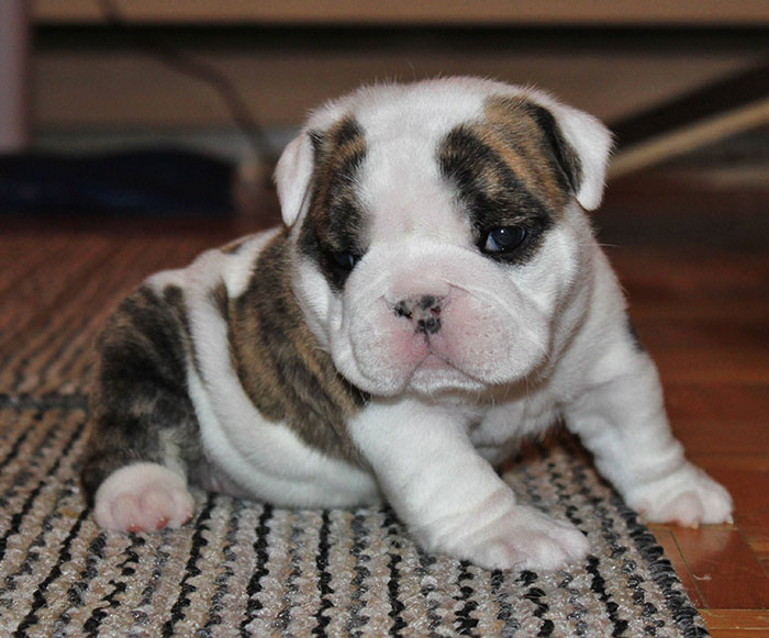 Our New Bulldog Pup Jacqueline. She Was Born Here And She Is Our Keeper