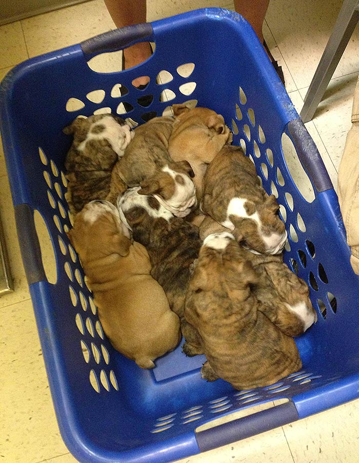 A Basket Full Of Bulldogs