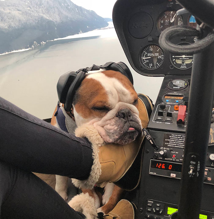 My Co-Pilot Can Nap Anywhere
