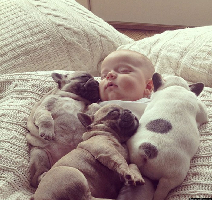 Baby Chillin' With Bulldog Puppies