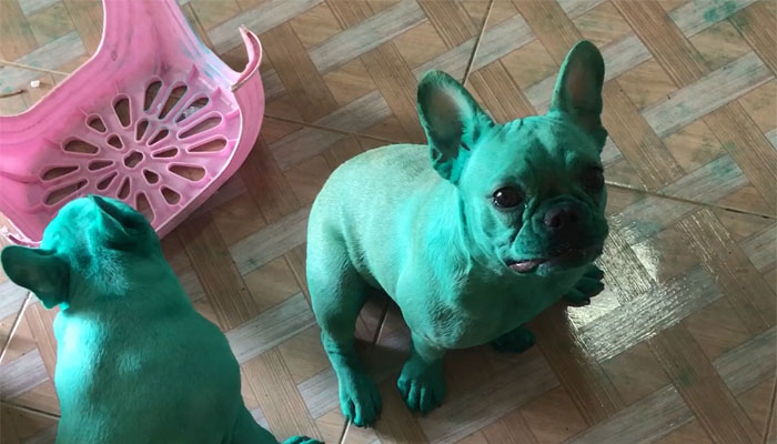 Woman Woke Up To Find Her Pet Frenchies Covered Head-To-Toe In Green Food Coloring