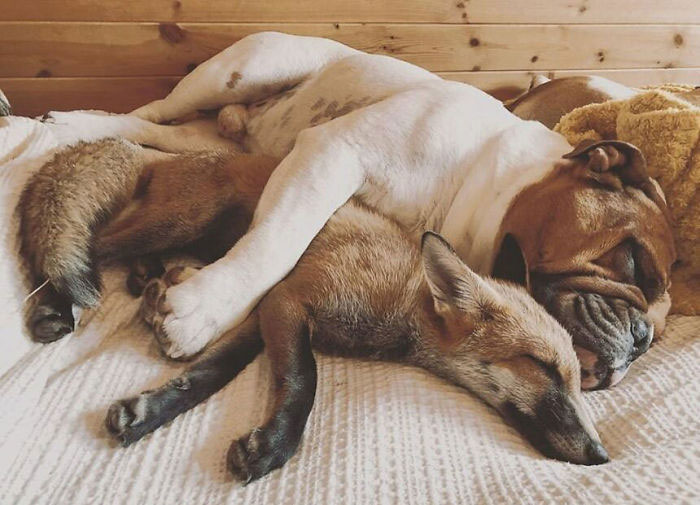 Un zorro rescatado y un bulldog se hacen inseparables y forman una amistad real de "El zorro y el sabueso"