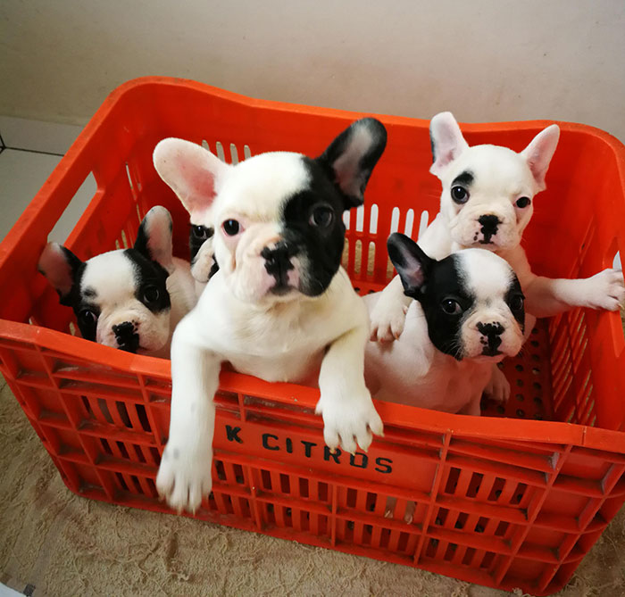 AirBnb Host Called To Ask If I Minded Sharing The Apartment With 9 French Bulldog Puppies