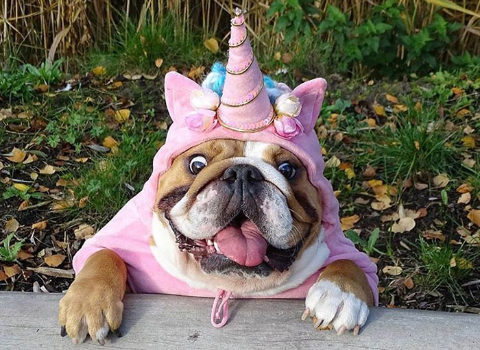 Cute Bulldog In Unicorn Costume