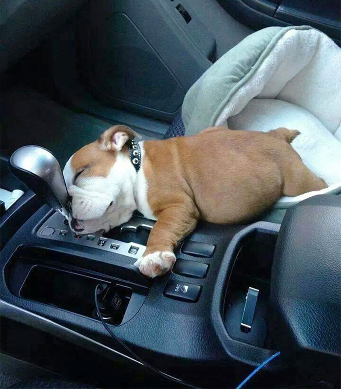 Este cachorro de bulldog inglés necesita una siesta
