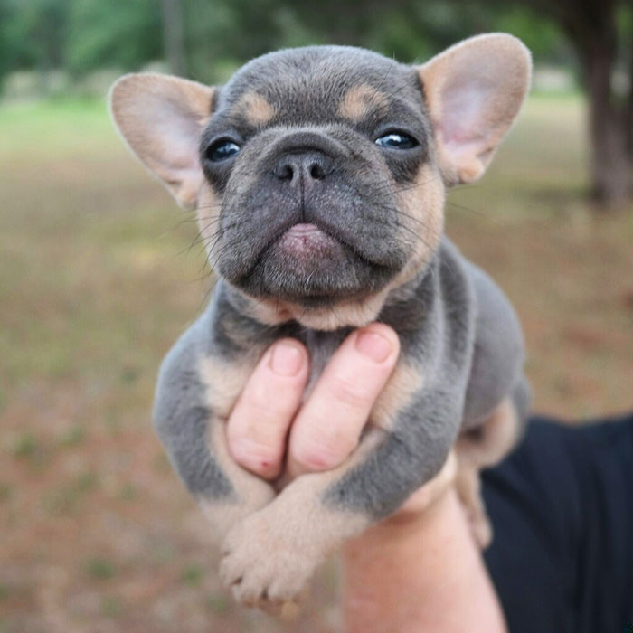 My Friend's French Bulldog Puppy Is Quite Photogenic