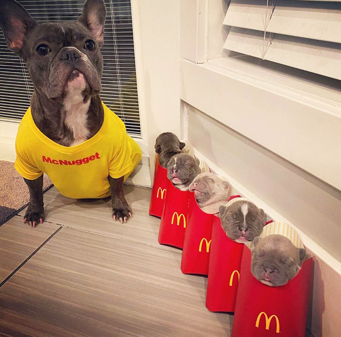 This French Bulldog And Her French Fries
