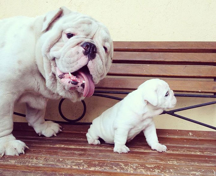 So My Bulldog Seems To Be Pretty Proud Of His Son