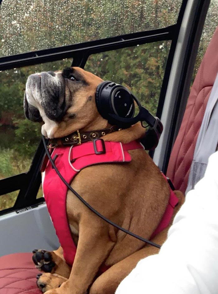 Buddy Is A Helicopter Pilot And He Takes His 2 Year Old Bulldog As A Co-Pilot