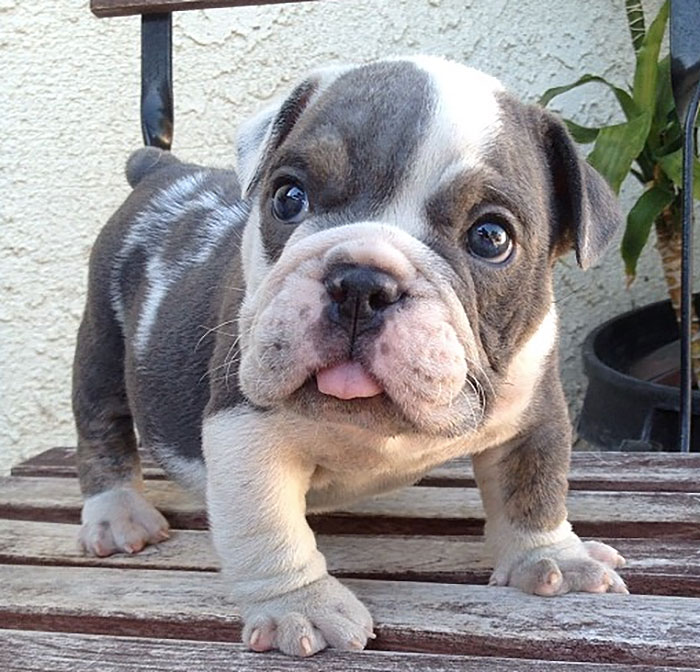 Meet Thor, An English Bulldog Puppy