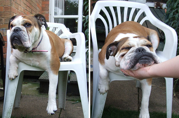 My Lazy Bulldog, Bonnie, Was Trying To Sleep On A Chair Too Small For Her. I Offered Some Assistance