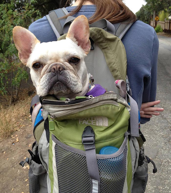 We Went Hiking With My Sister's French Bulldog And Were Pleased To Discover Her Portability