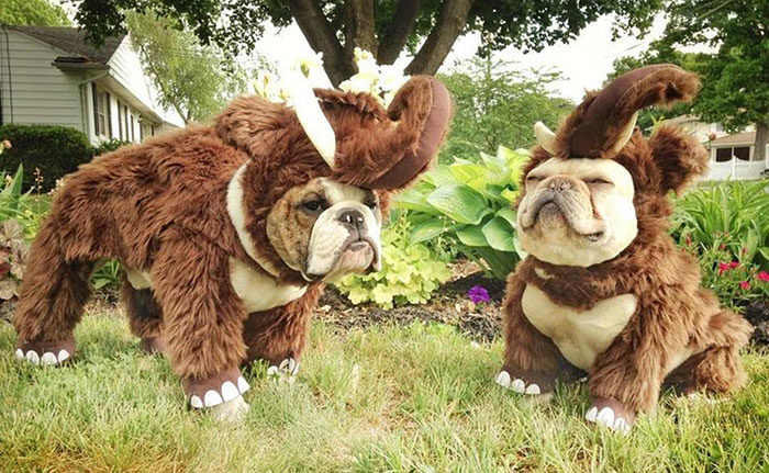 Friends Bulldogs Are Ready For Halloween