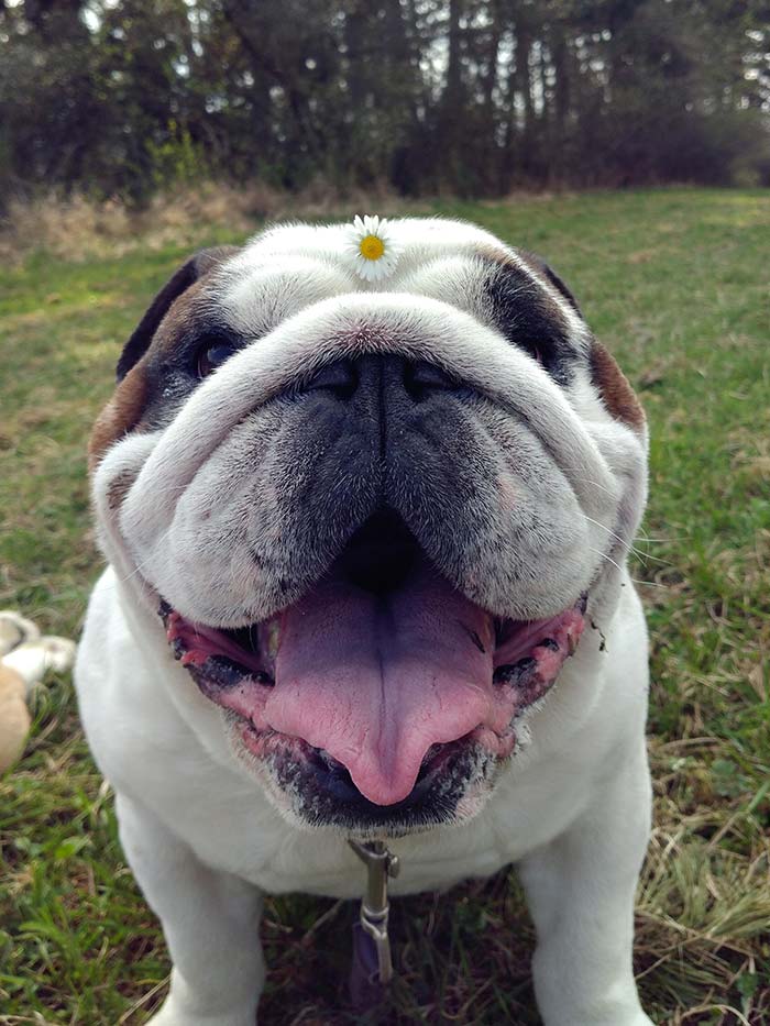 My Bulldog Played In A Flower Garden