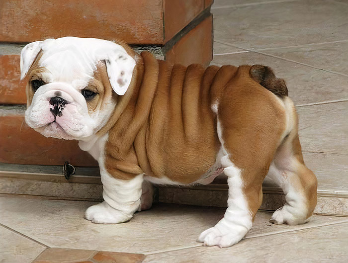 French Bulldogs Seem To Be Getting All The Love, But Brits Can Be Cute Too