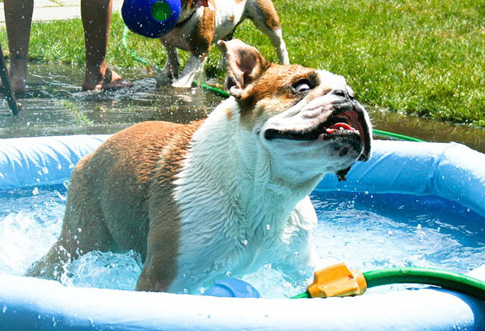 Just My Bulldog Going Full Derp In The Pool