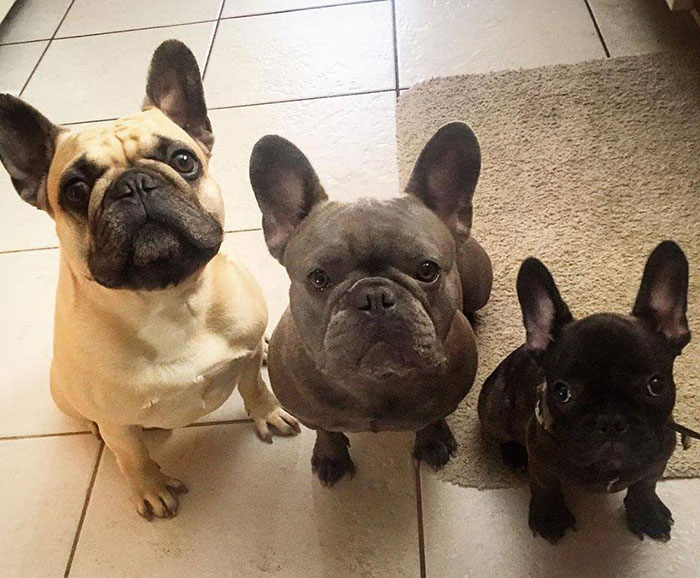 French Bulldog Family