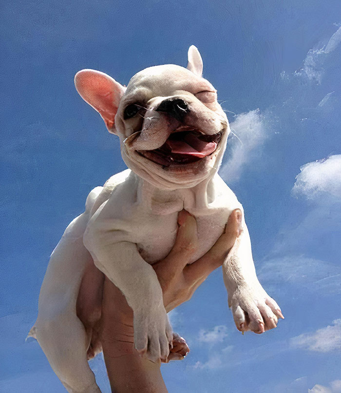 Just A French Bulldog Puppy Pretending To Fly