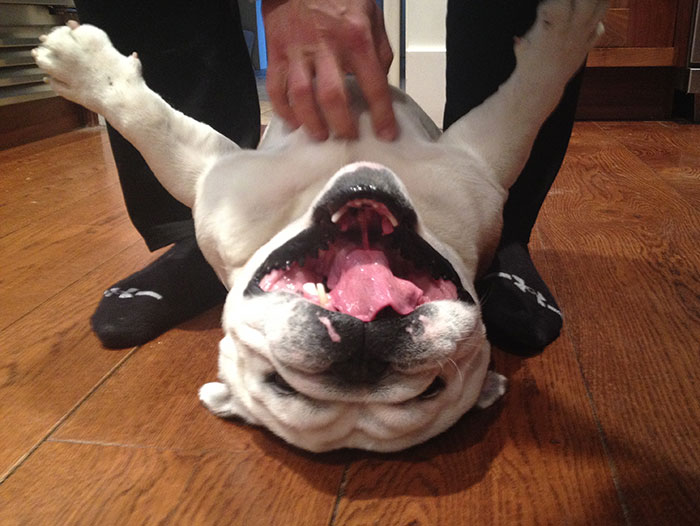 A Wendell, el bulldog de mi amigo, le encantan que le rasquen la barriga