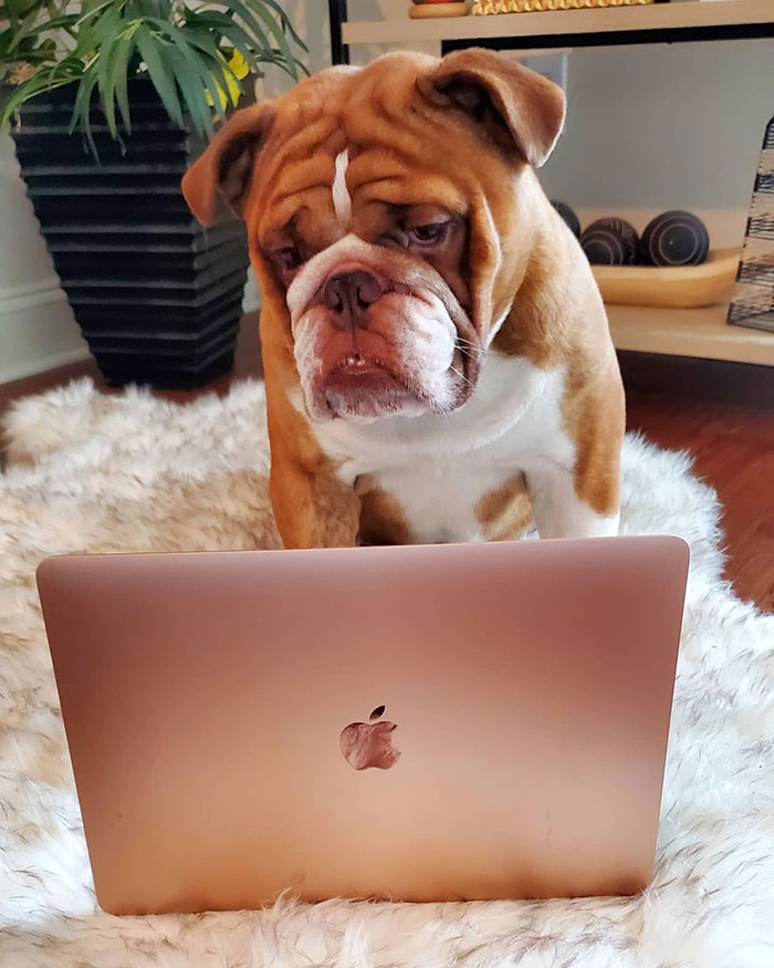 I Got Access To Momma's Laptop Again. What Should I Order? Should I Facetime?