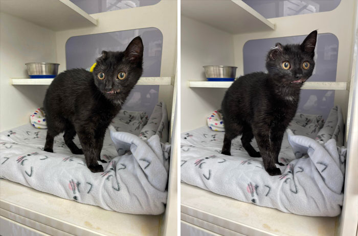 This Is Vana Gogh, A 3 Month Old Kitten Currently Looking For A Home At The Animal Rescue I Work For. Due To Some Injuries, She Has Permanent Teefies Showing And Only One Ear