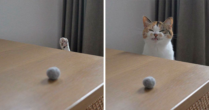 50 Times Cat Owners Got Fascinated By Their ‘Teefies’ (New Pics)