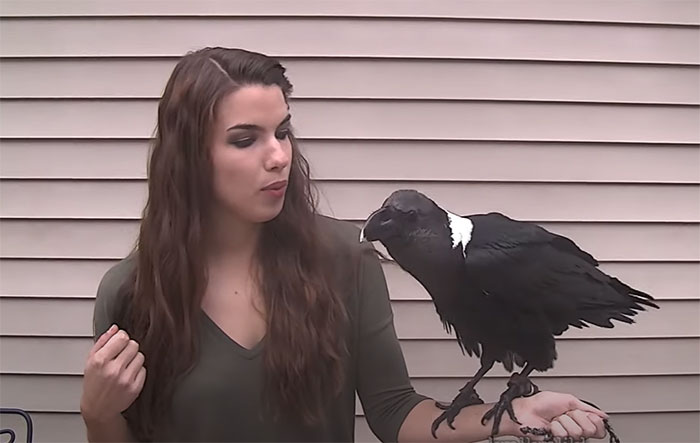 Los cuervos son capaces de imitar con gran calidad el habla humana