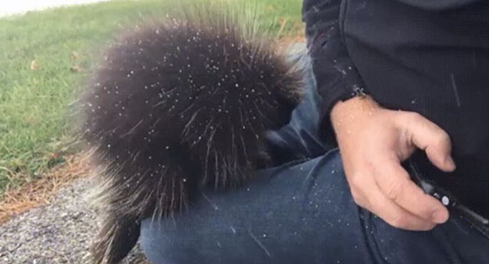 An Adult North American Porcupine (Erethizon Dorsatum) Has About 30,000 Quills That Cover Almost All Of Its Body. The Quills Are Hollow And Used Primarily For Defense, But Also Serve To Insulate Their Bodies During Winter. They Cannot Throw Their Quills.