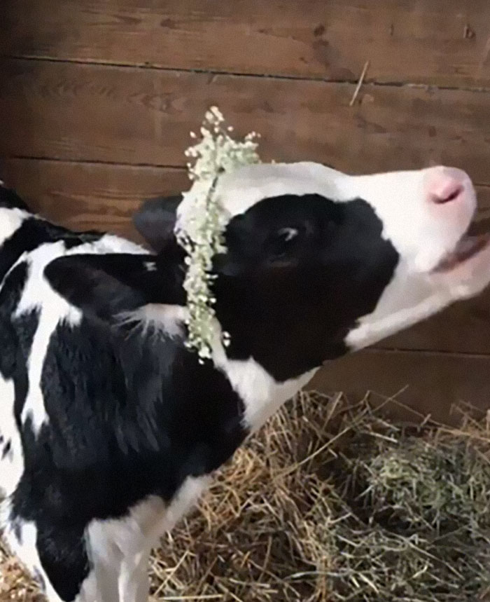 New Study Finds Holstein Dairy Calves Are Natural Optimists Or Pessimists, Just Like Us