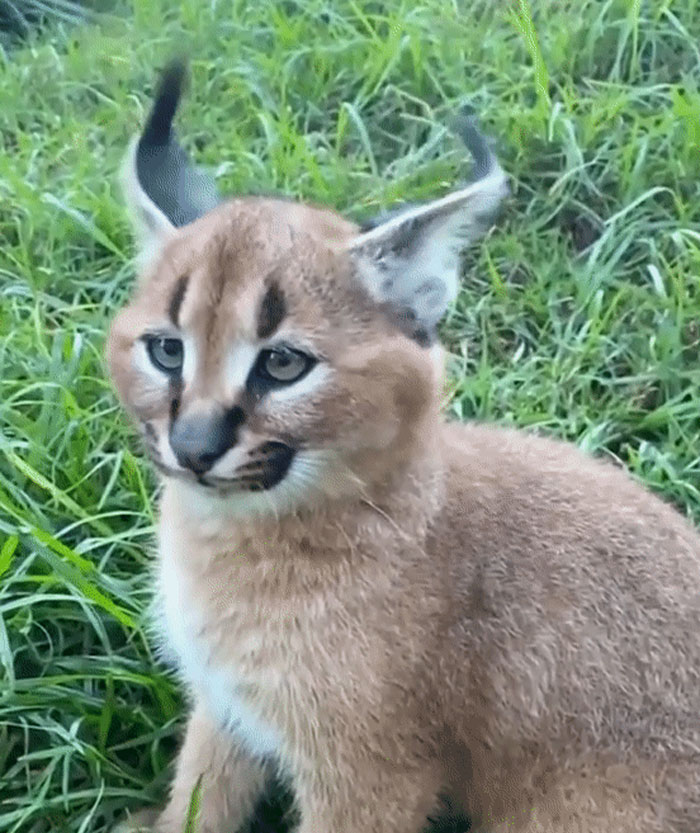 The Ears Of Caracal Kittens Do Not Become Active Until The Third Or Fourth Week After Birth.