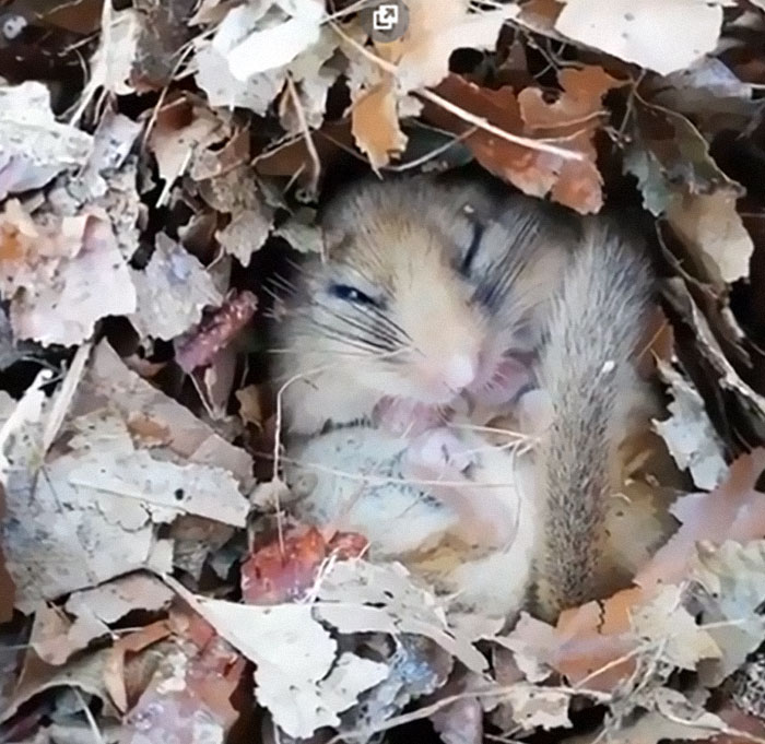 Hazel Dormice Spend A Large Proportion Of Their Lives Sleeping - Either Hibernating In Nests On The Ground In Winter, Or In A State Of Torpor (Curls Up Into A Ball And Sleep) In Summer. They Are Also Nocturnal On Top Of It All. You Can Also Hear Them Snore