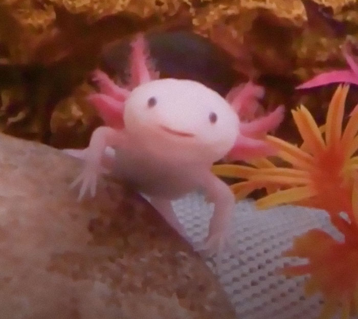 Native To Mexico, The Axolotl Has A Slimy Tail And A Mouth That Curls Into An Odd Smile. It Is Known As The "Water Monster" Or The "Mexican Walking Fish."