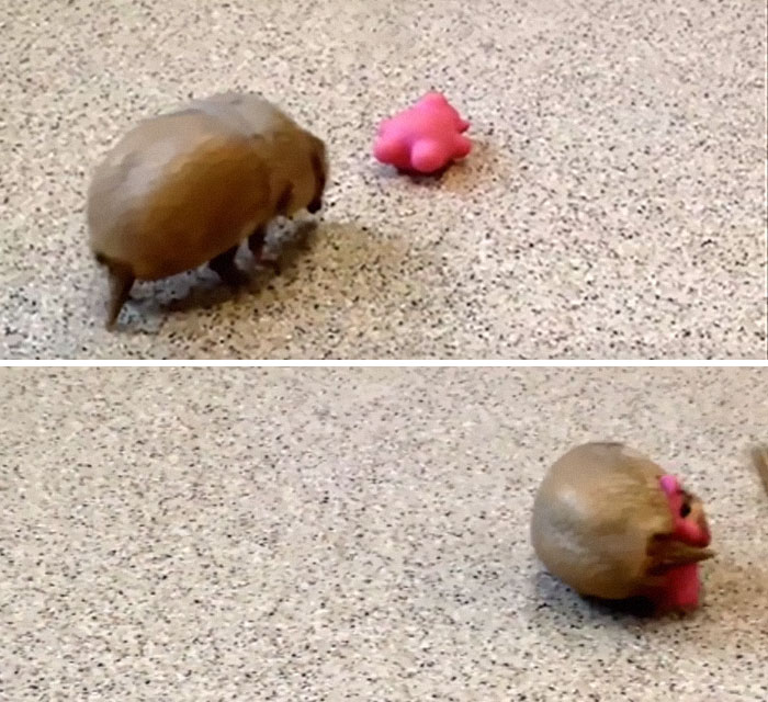 Three-Banded Armadillos Are Capable Of Rolling Into A Complete Ball To Defend Themselves
