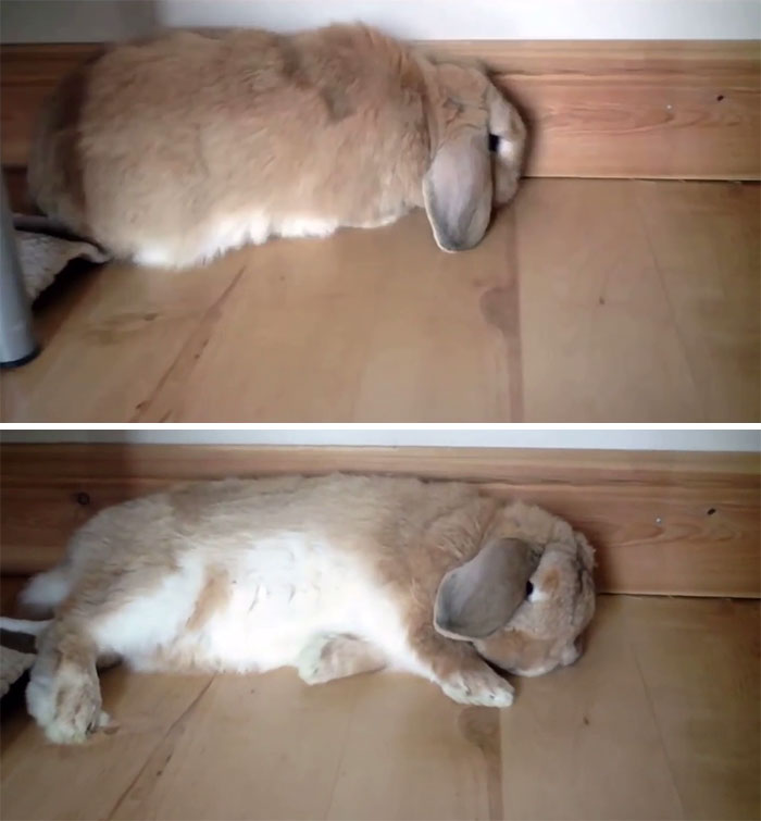 Bunnies Flop Over When They Feel Completely Safe