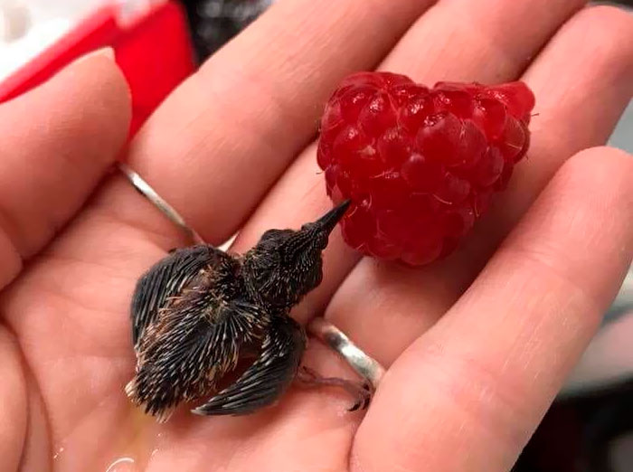 50 Adorables fotos de animalitos posando sobre dedos