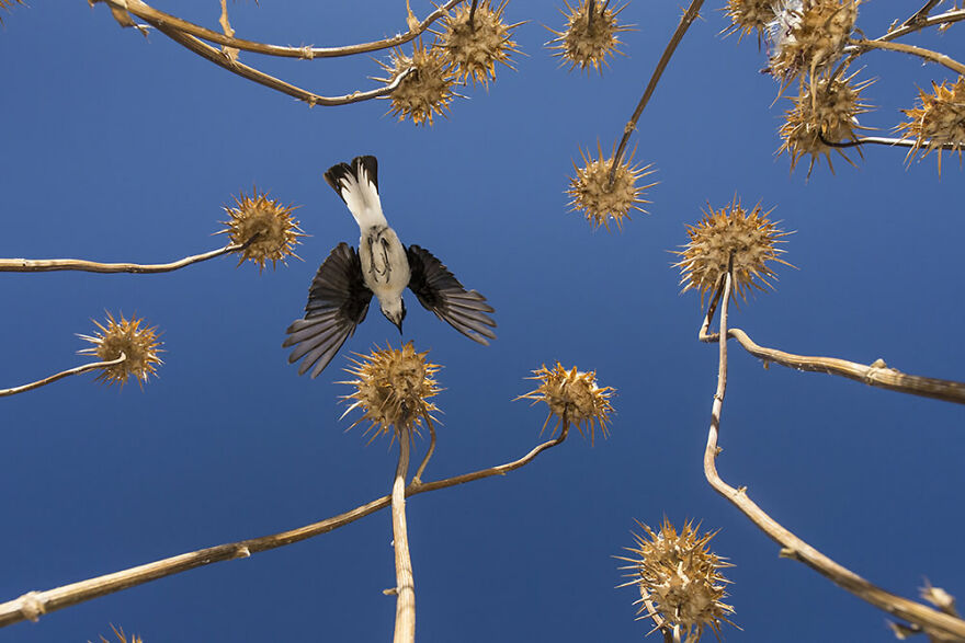 Highly Commended: José-Elías Rodríguez – Over A Thistle Forest (Birds In Flight)