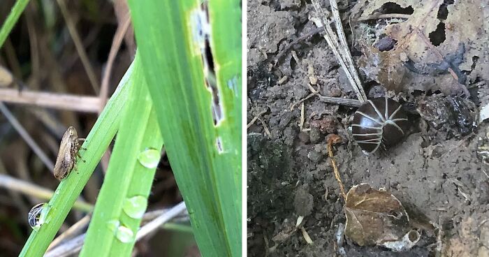 Hey Pandas, Share Some Photos Of Unusual Bugs You’ve Spotted (Closed)