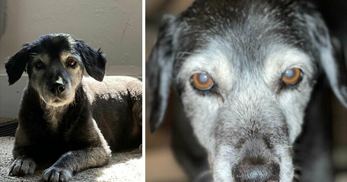 Hey Pandas, Post Pictures Of Your Beautiful Senior Dogs (Closed)