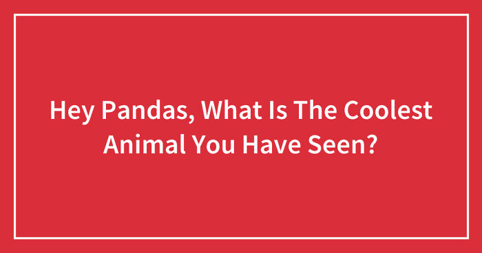 Hey Pandas, What Is The Coolest Animal You Have Seen? (Closed)