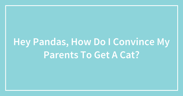 Hey Pandas, How Do I Convince My Parents To Get A Cat?